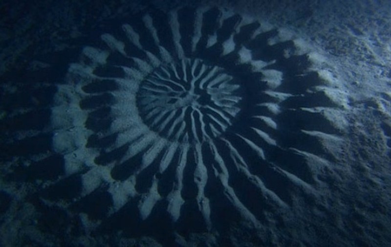 MISTERUL desenelor bizare din ocean, descifrat! E UIMITOR CUM APAR! Video