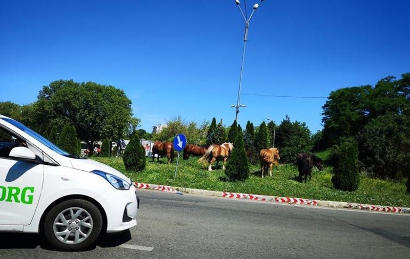 Cai la păscut, într-un sens giratoriu din Cluj |FOTO inedit