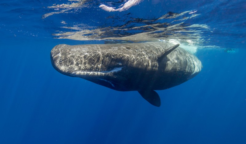 Fauna Oceanului Indian este redusă