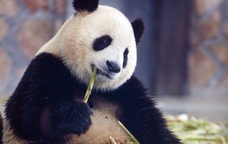 Urşii panda speriaţi de cutremurul din China beneficiază de TERAPIE PSIHOLOGICĂ