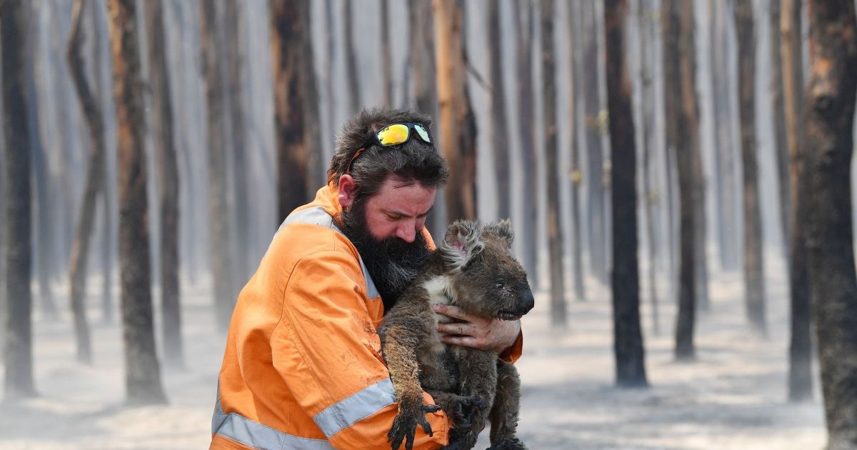 Un ursuleț Koala rănit, salvat de un pompier australian dintr-o pădure cuprinsă de foc FOTO: Hepta