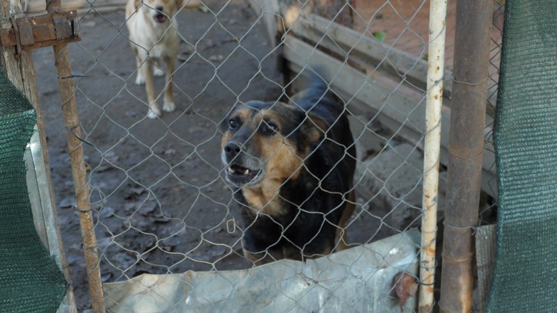 Așa arată Rocky acum: latră iar ca un adevărat câine de pază