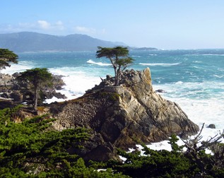Chiparosul singuratic din Monterey