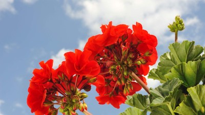 Muscate plantare si ingrijire