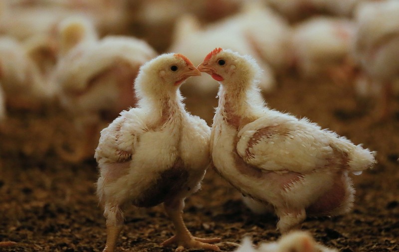 Utilizarea antibioticelor în fermele de animale scade rezistența sistemului imunitar la om - studiu
