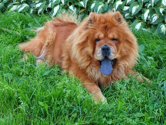 Câine de rasă Chow Chow