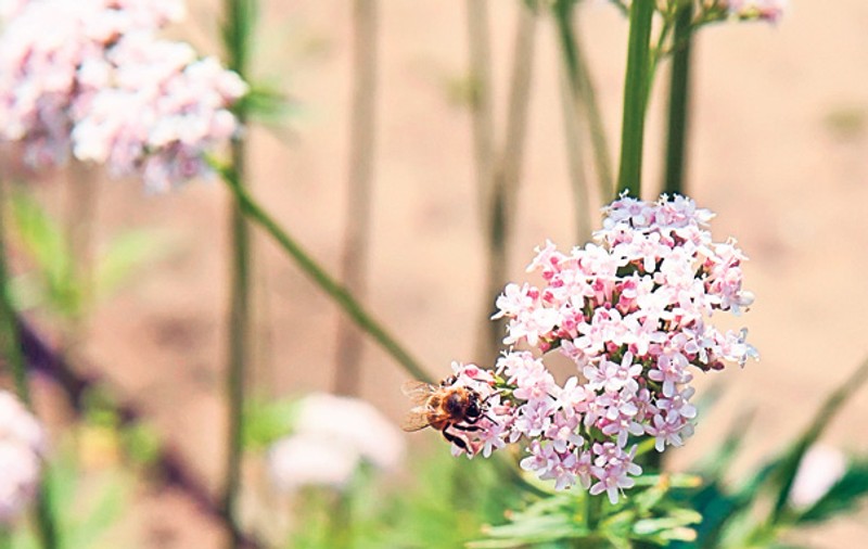 Valeriana reduce palpitațiile