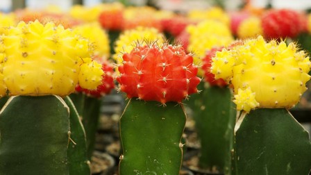 Specii de cactuși cu flori Gymnocalycium