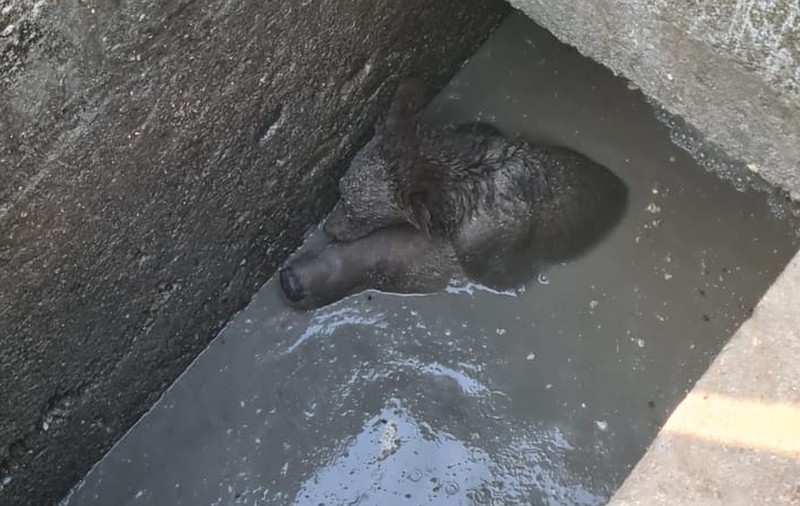 O ursoaică a căzut într-o fosă septică neacoperită din Sinaia și și-a ţinut puiul pe creştet pentru a-l proteja. VIDEO