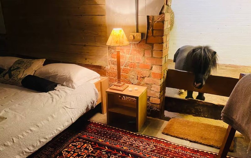 Plătești 180 de lire pe noapte ca să dormi cu… un ponei. Cazarea din Marea Britanie care a devenit virală pe Airbnb | VIDEO