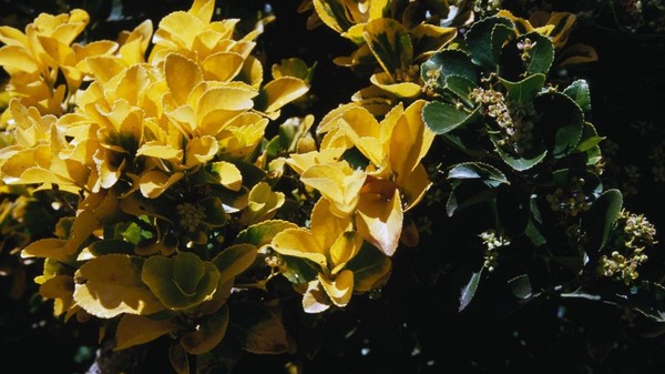 Fusarul japonez (Euonymus japonicus Aureomarginata), Celastraceae