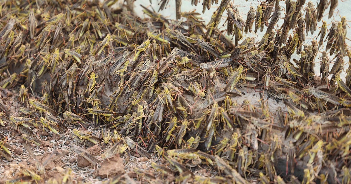 Fermă de lăcuste pentru uz culinar. O vedere a lăcustelor crescute într-o seră din satul Yanzihu, în provincia Shandong din China. FOTO: Hepta