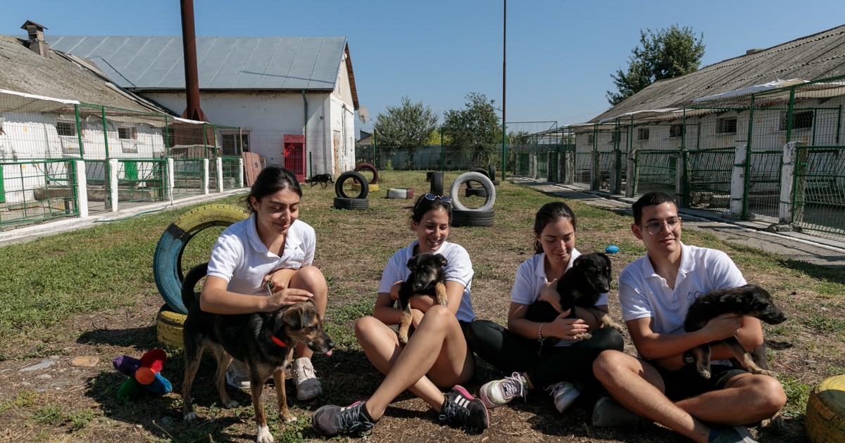 Patru studenți din Turcia au grijă de câinii abandonați din București