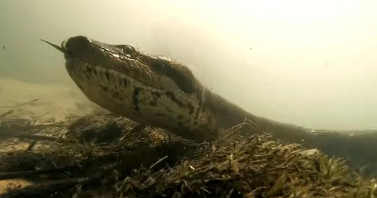 Au înotat în aceeași apă cu o anaconda de șapte metri! Ce au observat doi tineri la comportamentul celui mai mare șarpe din lume