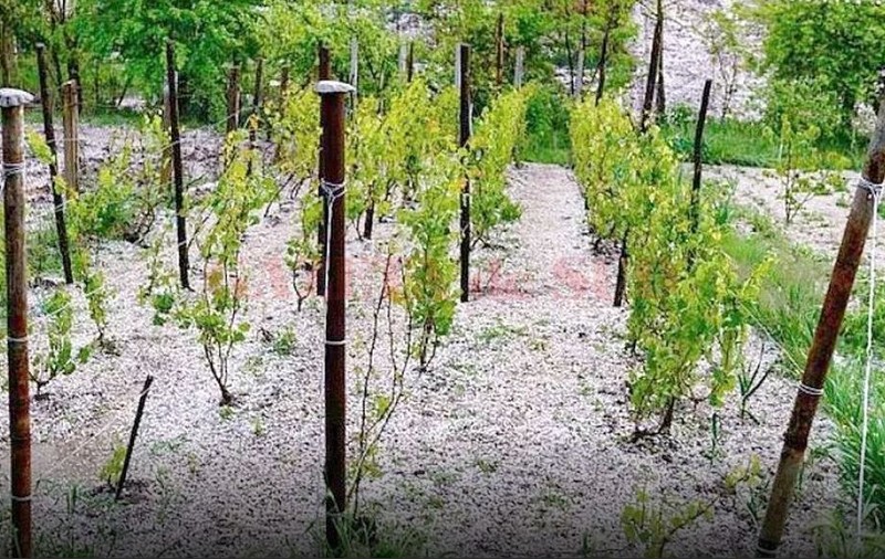 Grindina a distrus peste 3.000 de hectare de viţă de vie din Buzău, săptămâna trecută