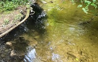 Poluarea râului Vâlsan de către stația de epurare Brădetu, 30 august 2026. Sursă foto: Fundația Centura Verde.