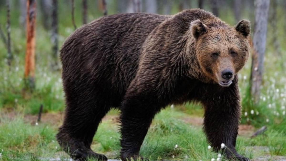 Doi turişti din Noua Zeelandă au fost urmăriţi de un urs în Munţii Ceahlău