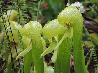 Darlingtonia Californica - plante carnivore