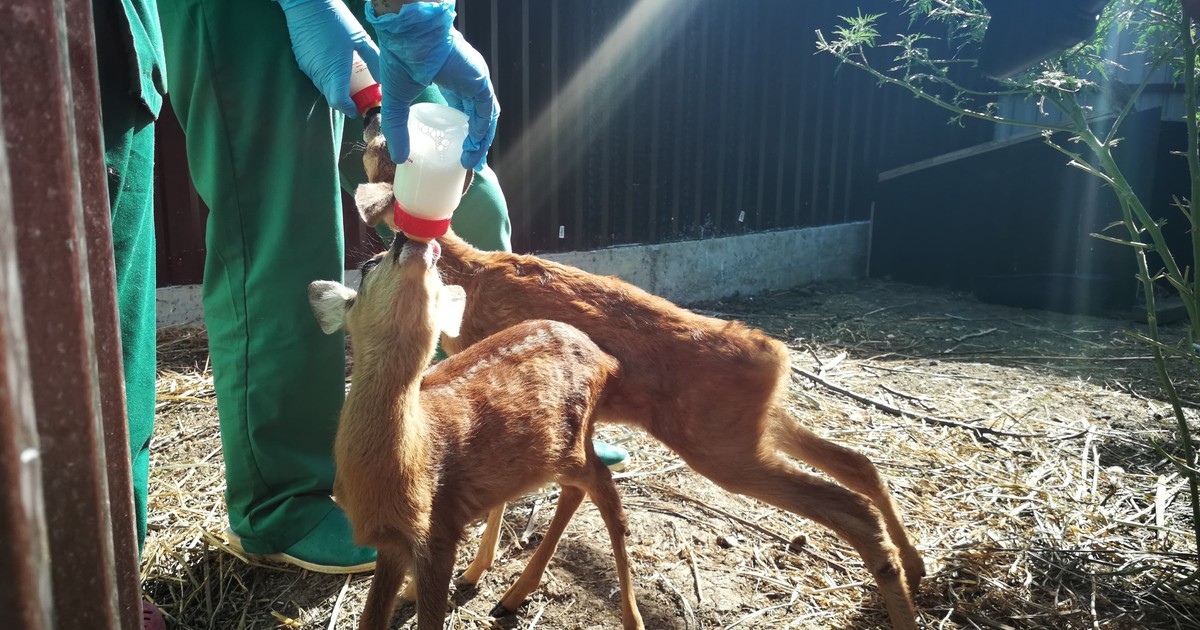 Fundația Visul Luanei a salvat peste 800 de animale de la începutul anului