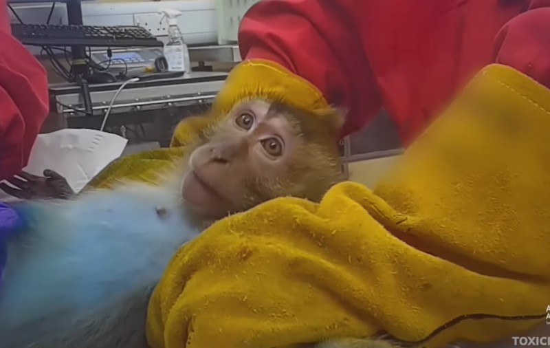 Maimuțe, câini Beagle și iepuri, chinuiți în laboratoarele pentru testarea injecțiilor de slăbit, în Marea Britanie. Un angajat a făcut publice imaginile dure | VIDEO