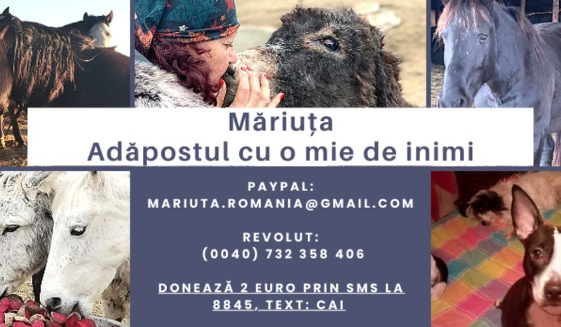 Asociația pentru protectia Animalelor Măriuța