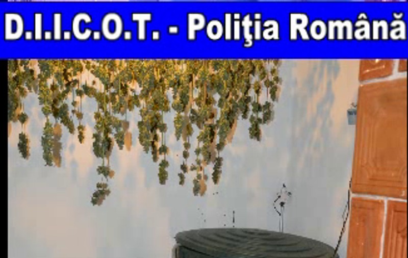 Marijuana, pusă la uscat lângă soba de teracotă. Descoperirea DIICOT în Iași
