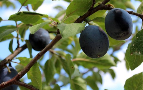 prune