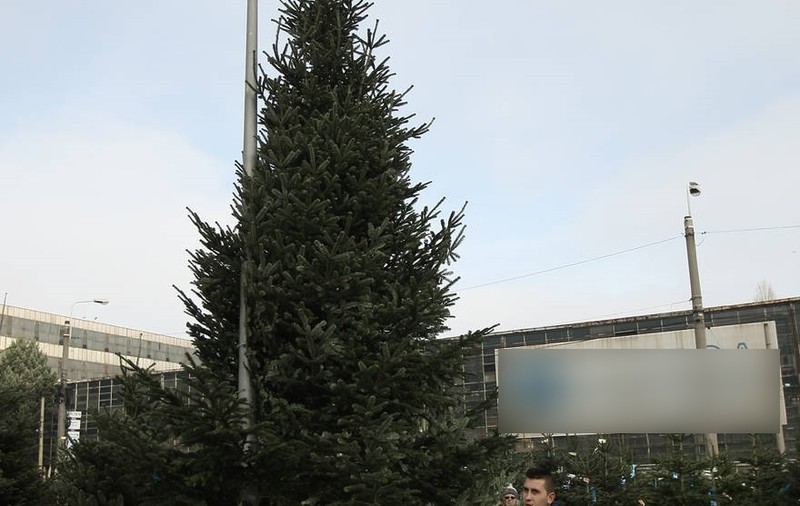 Cât costă brazii de Crăciun, în pieţele din România 