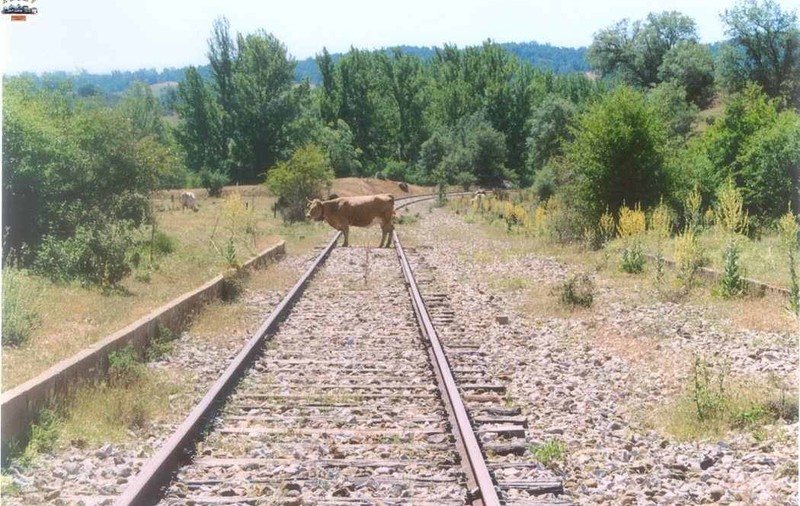 Aproximativ 700 de călători care mergeau spre Mangalia au stat două ore într-un tren, după ce locomotiva a lovit o vacă