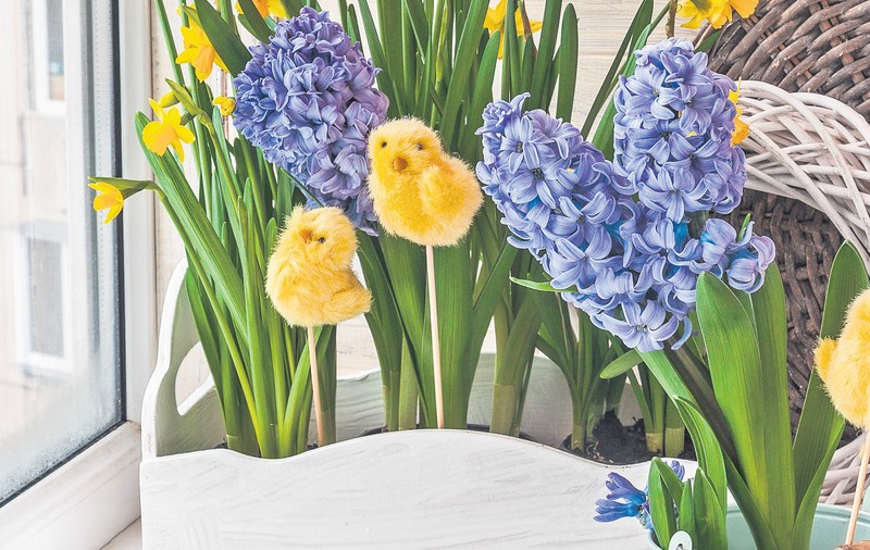 Prelungeşte viaţa florilor de primăvară!
