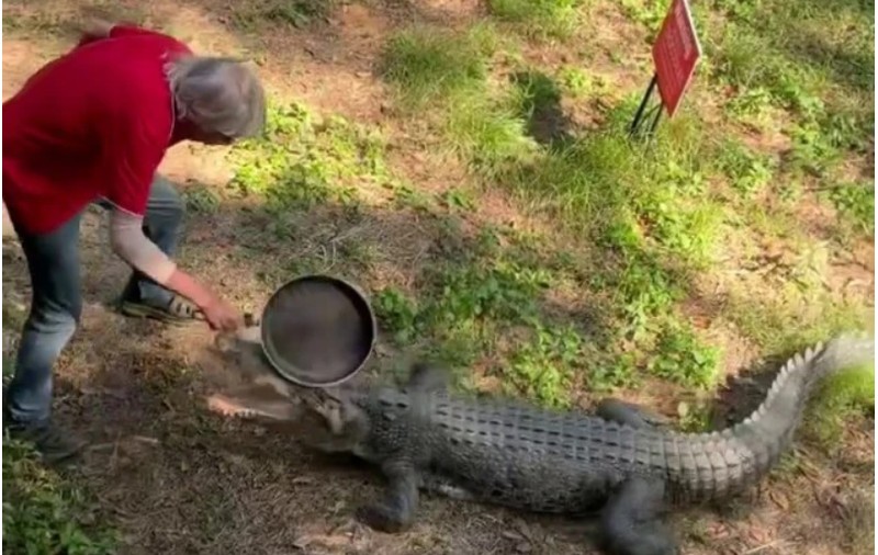 VIDEO Un bătrân din Australia înarmat cu o tigaie a alungat un crocodil care l-a atacat. „A primit o lecție bună”