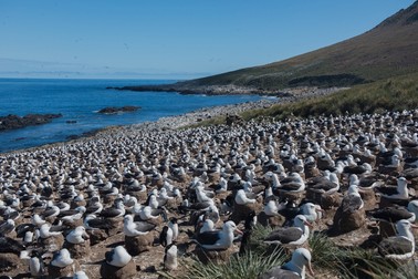 În insulele Falkland, aflate în largul Argentinei, se află una dintre cele mai mari populații de albatroși | Foto: Profimedia