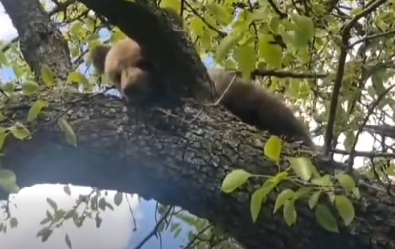 Un pui de urs a fost salvat de jandarmi după ce a rămas blocat într-un copac, în județul Mureș  | VIDEO