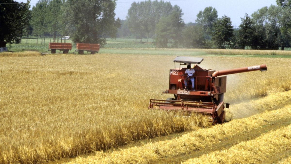 Combină agricolă care recoltează un câmp de grâu