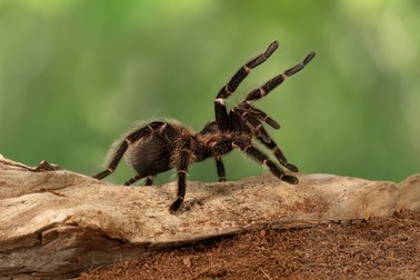 Lasiodora parahybana