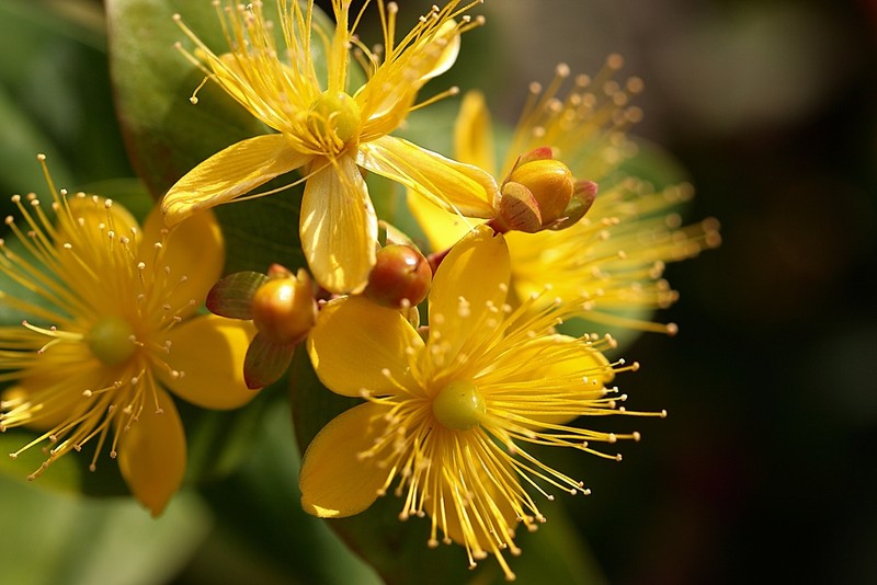 Sunătoare - Hypericum perforatum - plante medicinale din România