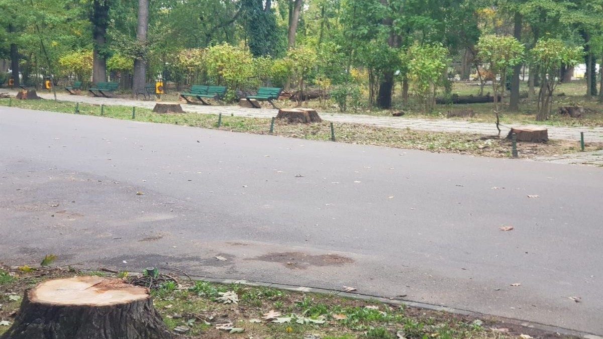trunchiurile tăiate ale stejarilor de pe alea de intrare dintre arcul de triumf, parcul herastrau, bucuresti, sectorul 1, 10 octombrie 2025