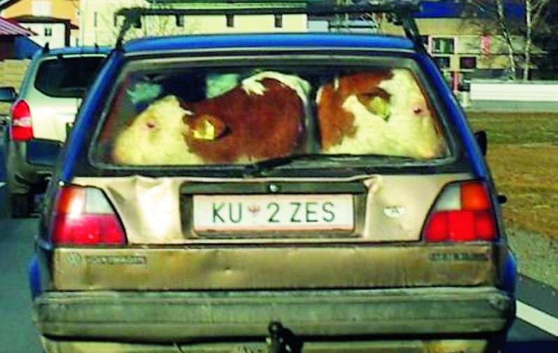 Aşa îşi duce un austriac vacile la veterinar