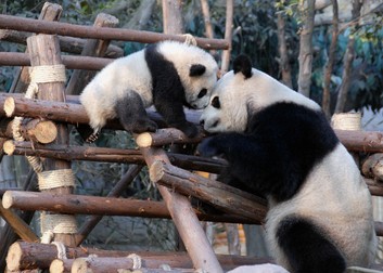 Cum arată ursul panda