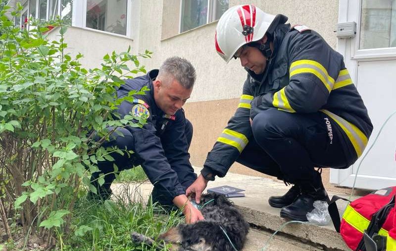 Incendiu într-un bloc din Pitești. Zece persoane s-au autoevacuat, un cățel a fost salvat de pompieri