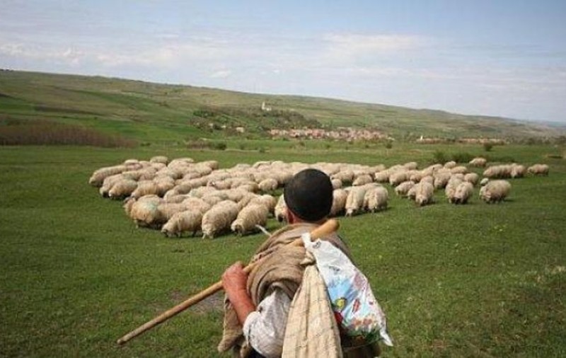 Cum a ajuns un cioban din Galați să aibă datorii de 12,4 milioane de lei la ANAF