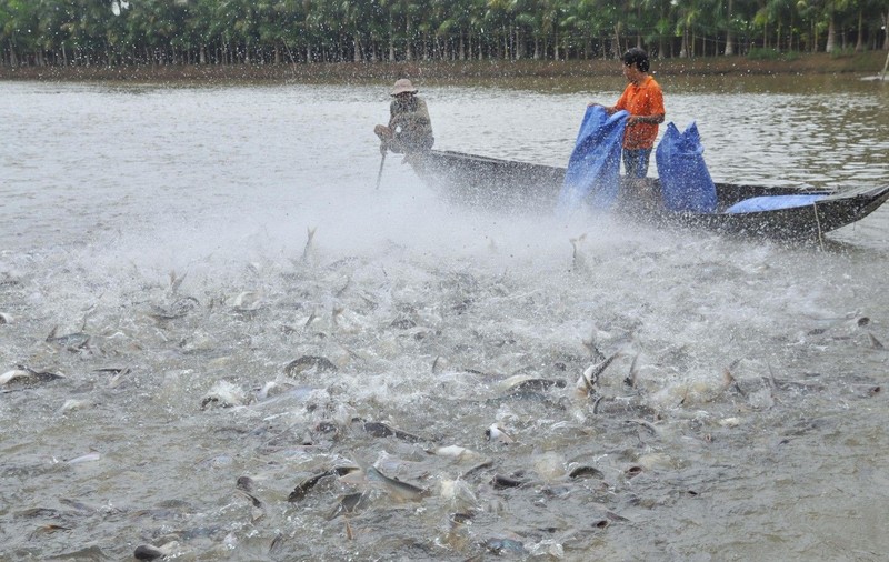 De ce e pangasius cel mai toxic pește, care se vinde ca pâinea caldă în supermarketuri