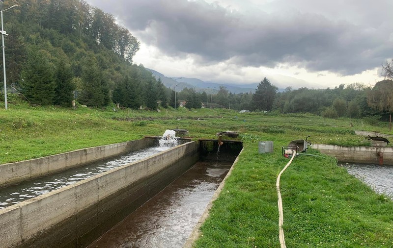 Focar de septicemie virală la o păstrăvărie din Sibiu. Aproape 180.000 de păstrăvi vor fi ucişi