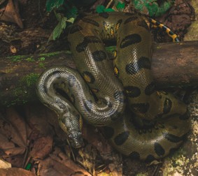Anaconda