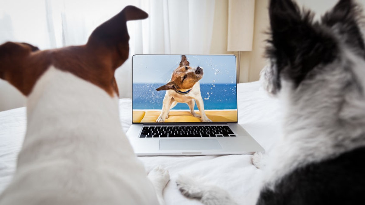 Filme cu animale vorbitoare