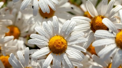 Margarete plantare și îngrijire