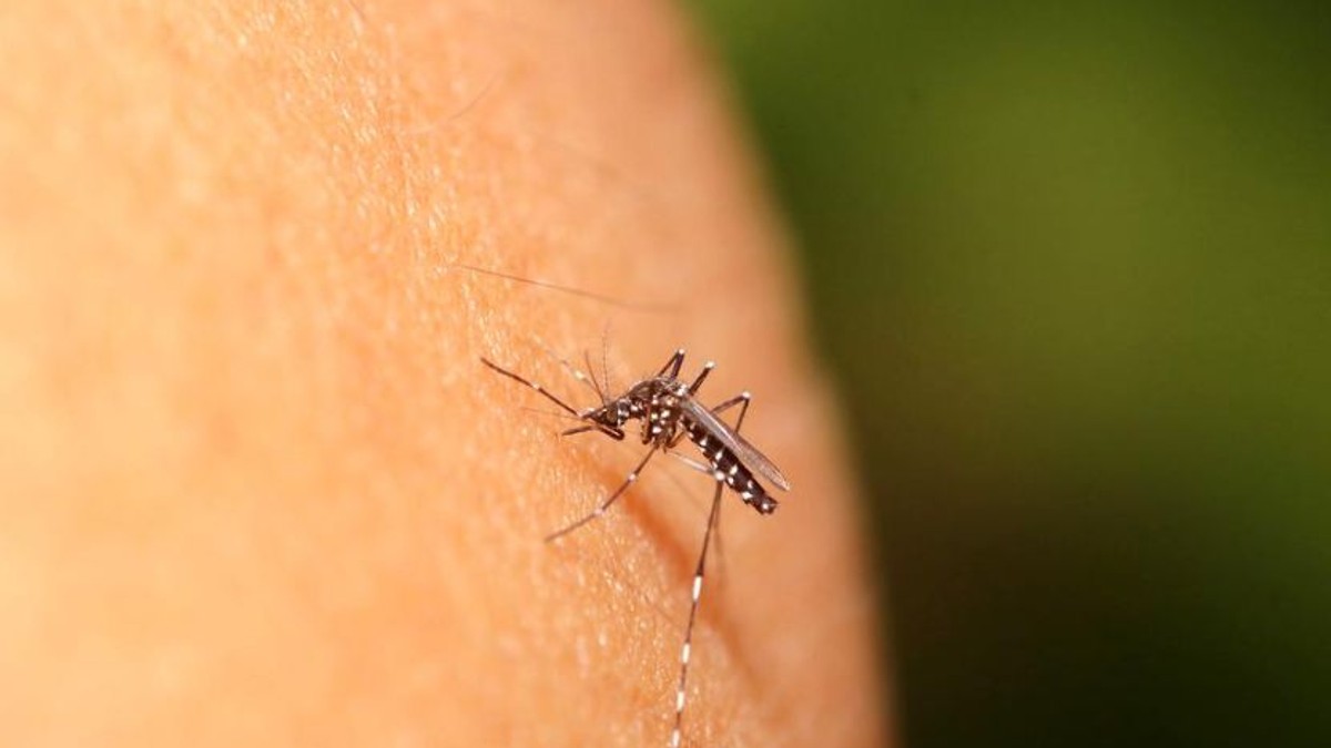 INSP: 25 de cazuri de infecţie cu virusul West Nile. S-au înregistrat trei decese