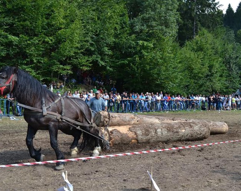 Caii au făcut spectacol la Festivalului Naţional Ecvestru de la Râşnov, desfășurat în weekend / FOTO