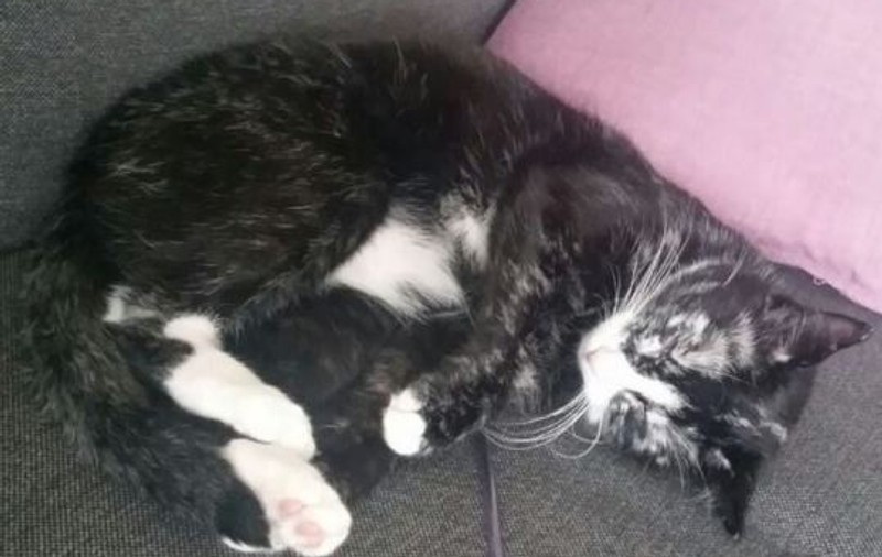 FOTO | O pisică își schimbă culoarea blănii din cauza unei boli rare. A devenit din neagră, albă