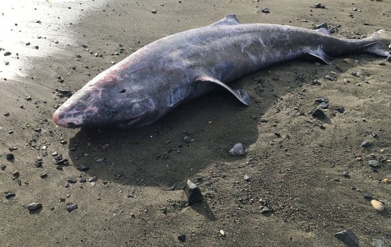 Un rechin în vârstă de peste 150 de ani care a eșuat pe o plajă din Irlanda i-a fascinat pe cercetători: este considerat tânăr pentru specia lui